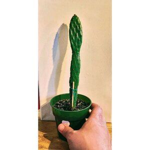 CAC-6 Baby Rooted Red Cactus Pear " Opuntia Cactus | Winter Cactus